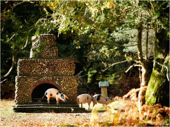 pannage pigs in the new forest picture of new forest