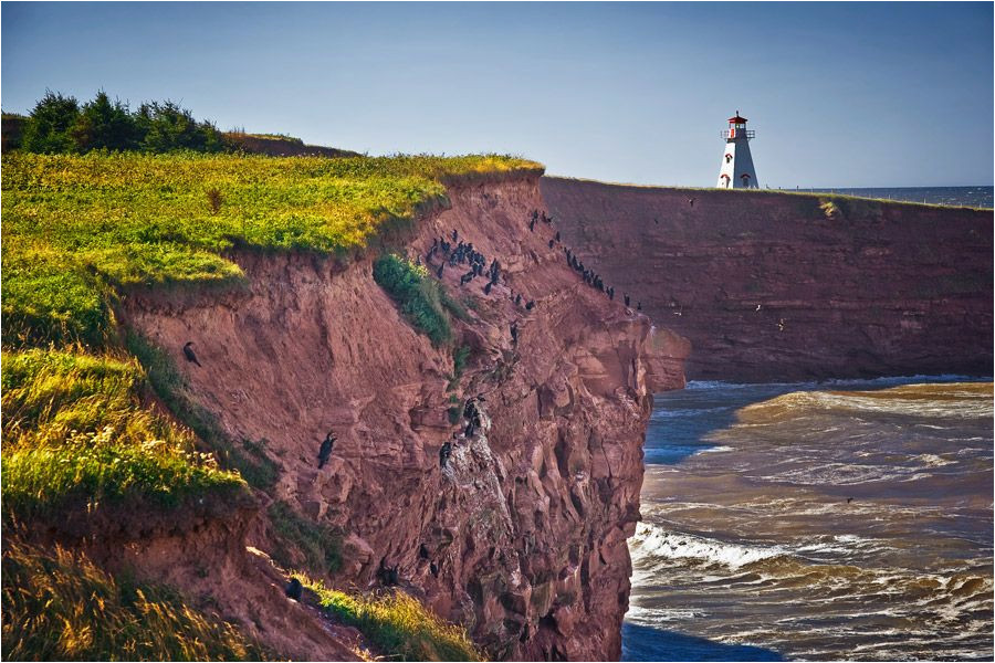 birds at cape tryon prince edward island prince edward