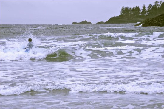 catching a wave in tofino picture of pacific surf school tofino