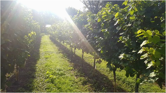 greyfriars vineyard guildford updated 2019 all you