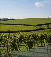 the 10 best south east england wineries vineyards with