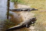 Alligators In Georgia Map Alligators Galore Review Of Okefenokee National Wildlife Refuge