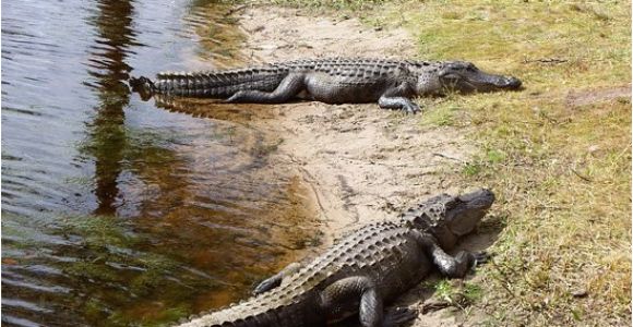 Alligators In Georgia Map Alligators Galore Review Of Okefenokee National Wildlife Refuge