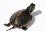 Baby Texas Map Turtle for Sale 11 Best Aquatic Turtles for Sale Images In 2019 Aquatic Turtles