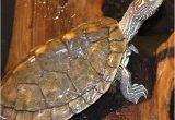 Baby Texas Map Turtle for Sale Texas Map Turtle Care Business Ideas 2013