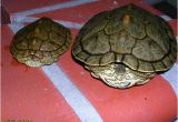 Baby Texas Map Turtle for Sale Texas Map Turtle Care Business Ideas 2013