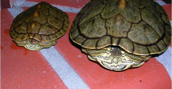 Baby Texas Map Turtle for Sale Texas Map Turtle Care Business Ideas 2013