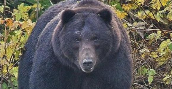 Bears In Ohio Map Map Fatal Bear attacks In north America