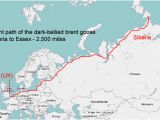 Canada Goose Migration Map Canadian Geese Migration