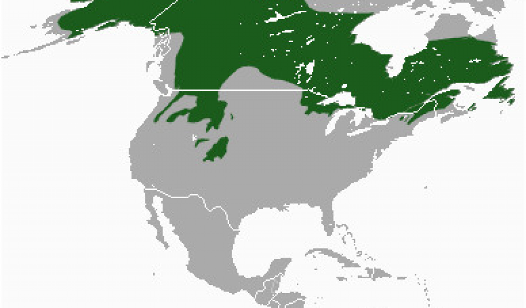 Ареал рыси в россии карта