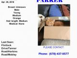 Dacula Georgia Map Lost Cat Dacula Ga April 26 2018 Closest Intersection