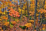 Fall Foliage Map New England Fall Foliage In Quebec Travel to Eat