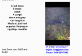 Mabank Texas Map Lost Dog Great Dane Mabank Tx United States Save Rocky the