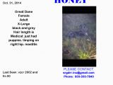 Mabank Texas Map Lost Dog Great Dane Mabank Tx United States Save Rocky the