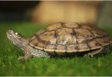 Male Texas Map Turtle for Sale How to Care for Mississippi Map Turtles