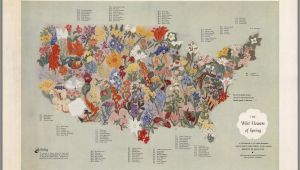 Map Of Europe 1955 A Midcentury Map Of American Wildflowers Wildflower