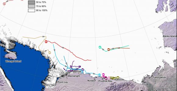 Polar Bears In Canada Map Tracking Polar Bears In the Beaufort Sea November 2014 Map