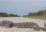 Rattlesnakes In California Map Killer Snakes Of north America Worldatlas Com