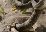 Rattlesnakes In California Map Killer Snakes Of north America Worldatlas Com