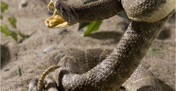 Rattlesnakes In California Map Killer Snakes Of north America Worldatlas Com