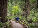 Redwood Trees In California Map California Redwood forests where to See the Big Trees