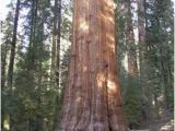 Redwood Trees In California Map the General Sherman Tree Sequoia Kings Canyon National Parks