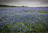 Texas Bluebonnet Trail Map where to See the Bluebonnets Bloom In Texas