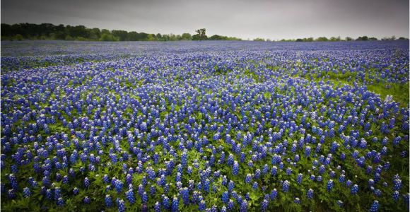 Texas Bluebonnet Trail Map where to See the Bluebonnets Bloom In Texas