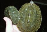 Texas Map Turtle for Sale Texas Map Turtle Care Business Ideas 2013