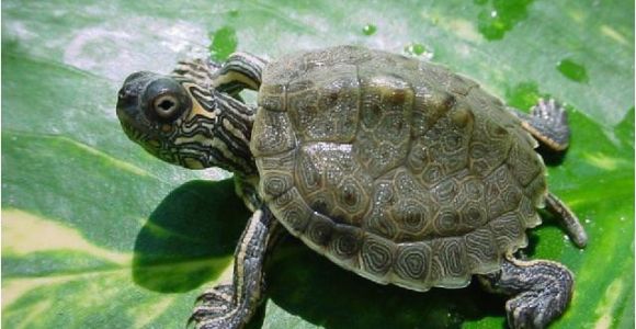 Texas Map Turtle for Sale Texas Map Turtle Care Business Ideas 2013